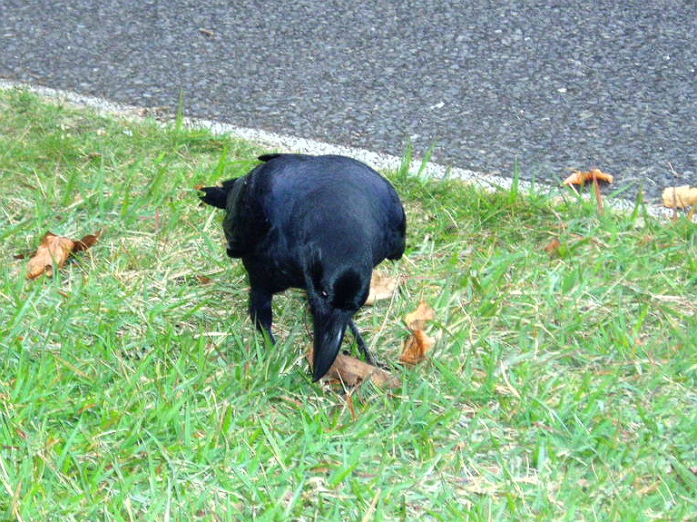 ハロウィン外伝、ハシブトガラス_e0064158_1343476.jpg