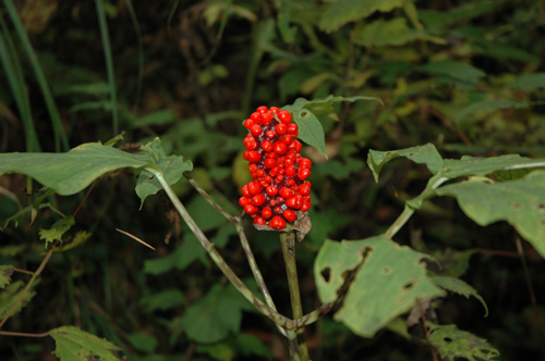 季節の野草 97 赤い実が綺麗なマムシグサ 私の見た自然