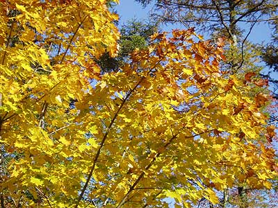 あっというまに、紅葉の山中湖。_a0001068_1743336.jpg