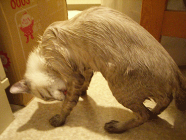 b0039168_3474461.gif