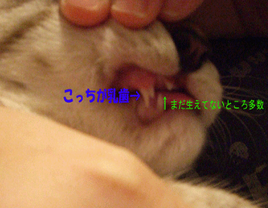 b0039168_4422342.gif