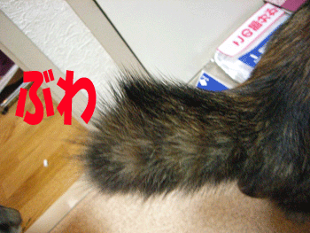 b0039168_574090.gif