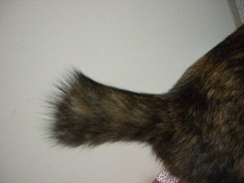 b0039168_591532.gif