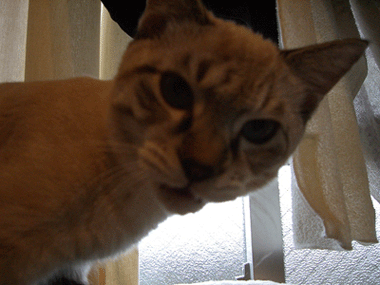 b0039168_71933.gif