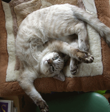b0039168_792730.gif