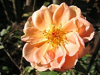 e0088576_1014233.jpg