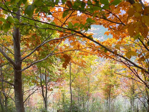 山からの紅葉便り－２－_e0043591_2324731.jpg