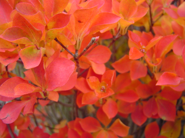 c0006904_1120418.jpg