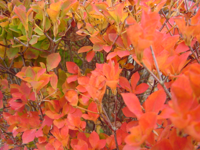 c0006904_11222739.jpg
