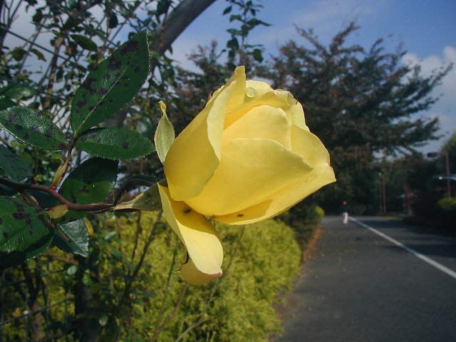 c0040208_12254077.jpg