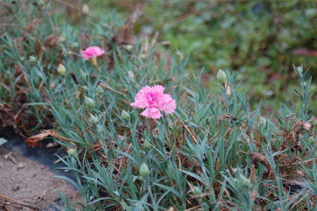 季節はずれの名残花_e0056537_9302571.jpg