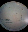 e0036151_18112020.jpg