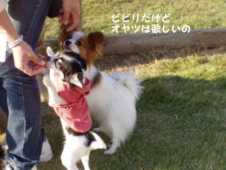 犬の日_c0074156_0364232.jpg