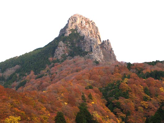 オオウラヒダイワタケ　地衣類　縫道石山_e0039759_22441315.jpg