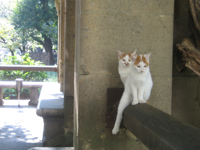 やあ、ぼくの子猫ちゃん_c0070968_20443053.jpg