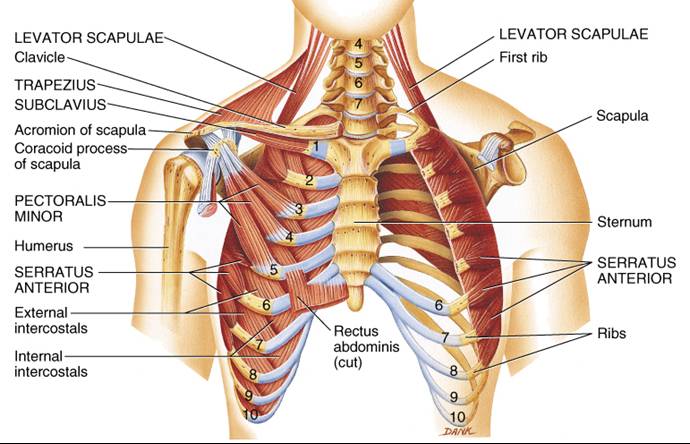 Muscles That Move The Pectoral Girdle (1)_a0057586_921408.jpg