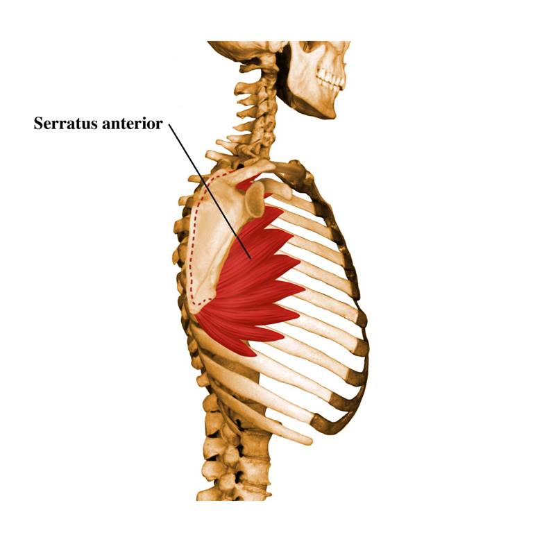 Muscles That Move The Pectoral Girdle (1)_a0057586_9452898.jpg