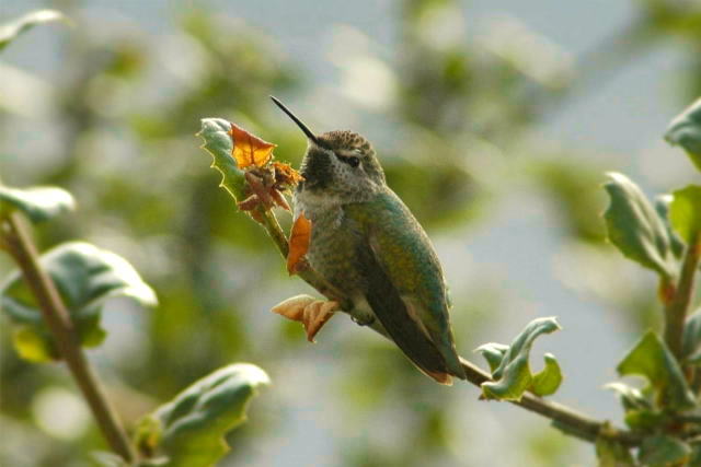 Hummingbird_e0019918_23319.jpg