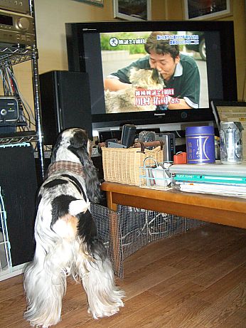 トリビアの泉”もし飼い主が誘拐されたら、愛犬は”_a0045636_18574.jpg