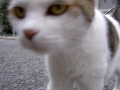 e0058443_23464167.jpg