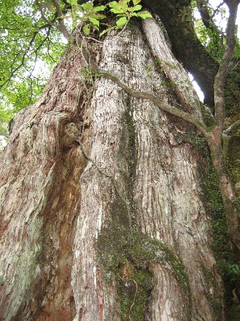 世界遺産,,屋久島縄文杉登山へ_e0082045_054355.jpg