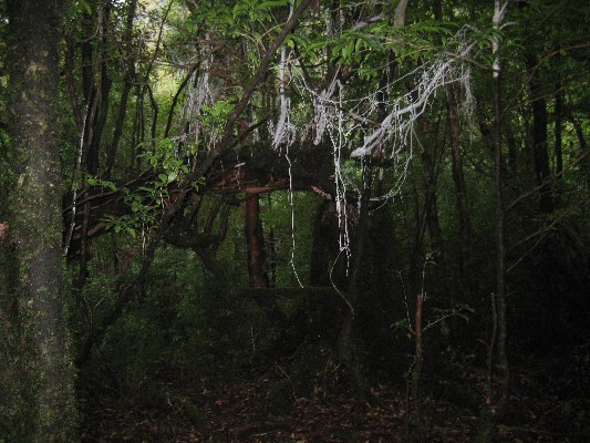 世界遺産,,屋久島縄文杉登山へ_e0082045_1146241.jpg