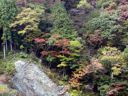 美山　芦生原生林　その２_c0057390_23513061.jpg