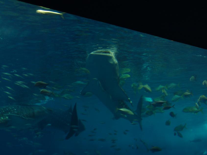 d0020291_21332912.jpg