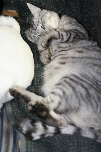 d0052096_11462640.gif