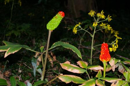 b0052108_21564494.jpg