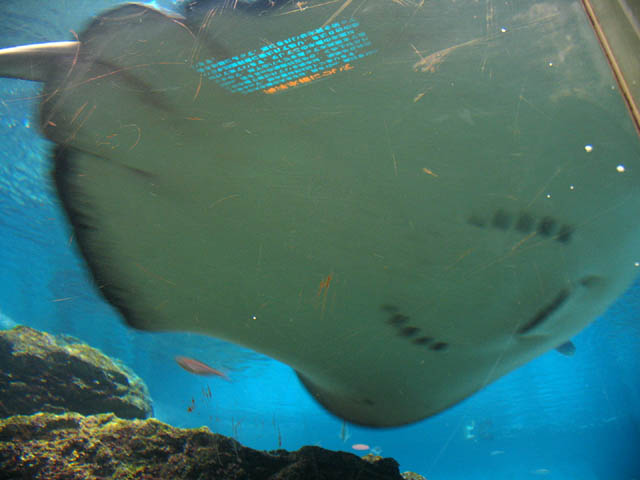 c0009817_8111392.jpg