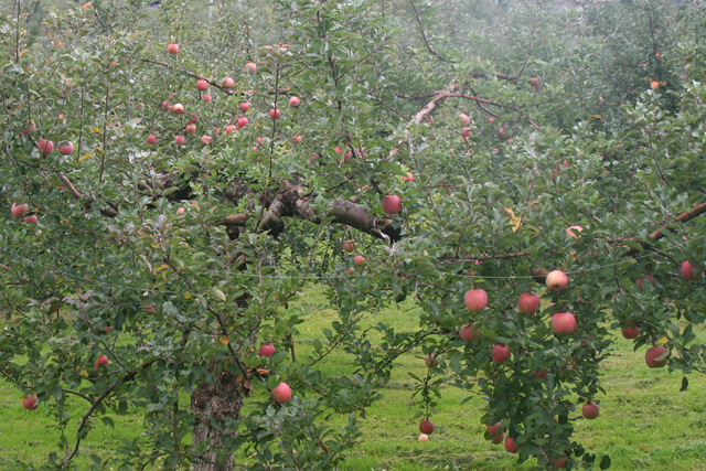 c0009817_812726.jpg
