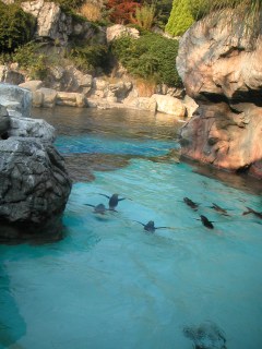 横浜動物公園ズーラシアに行ってきました。_b0033423_2347132.jpg