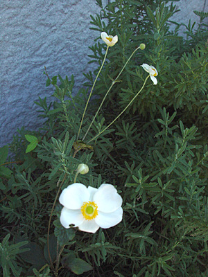 e0001735_1663749.jpg