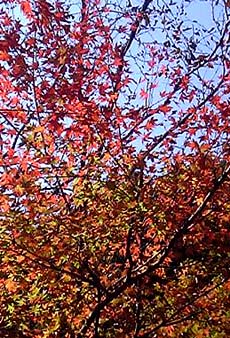 c0036138_19551771.jpg