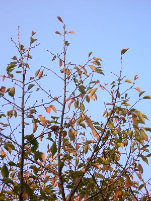 fall of KAMAKURA_a0041650_2018594.jpg