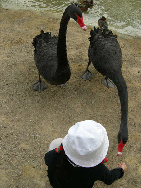 １１月３日渋川動物公園へ_d0013455_22252298.jpg