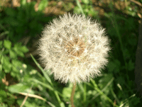 a0017660_1710073.gif