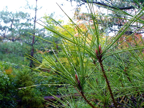 京都の週末はまたもや雨？_a0046364_1182173.jpg