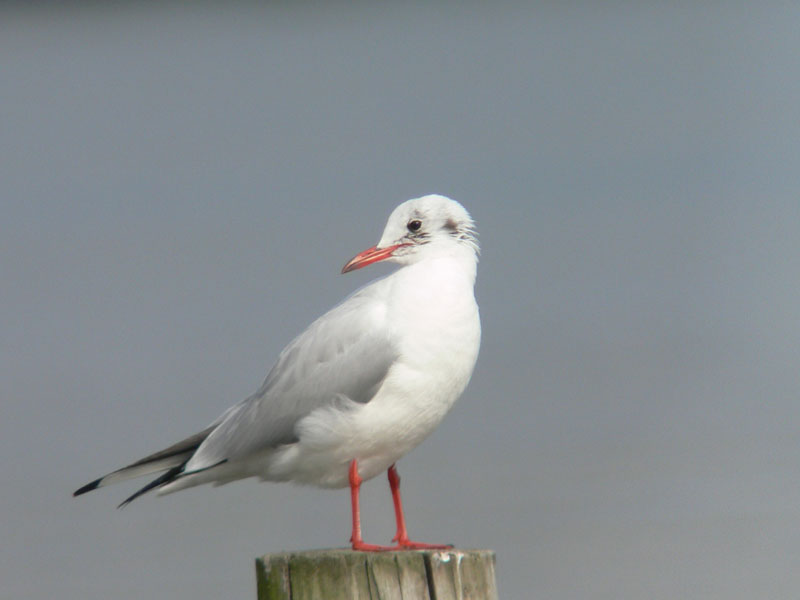 カモメはユリカモメ　・　2005秋_b0021375_2324257.jpg