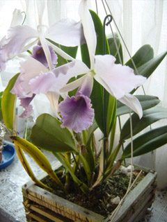d0007501_90736.jpg