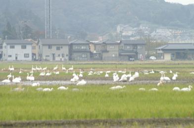 河北潟の白鳥_d0043602_1130335.jpg