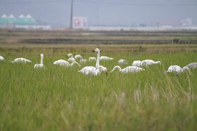 河北潟の白鳥_d0043602_11332286.jpg