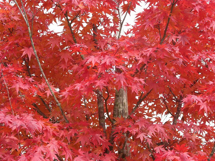 紅葉の富士山へ_e0000746_119215.jpg