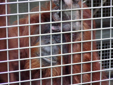 絵描きオラウータンのモリーさん 多摩へ行っちゃうの 動物園のど