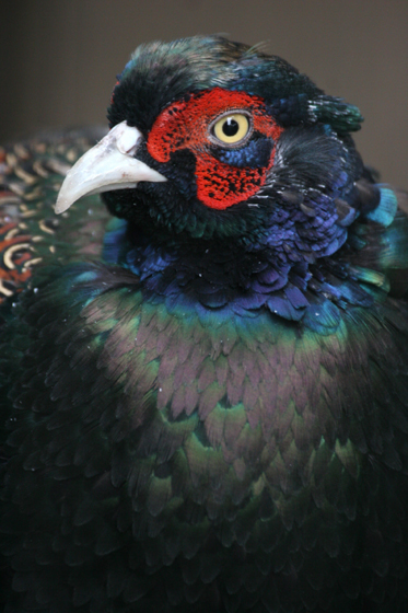 国鳥_b0016600_9432211.jpg