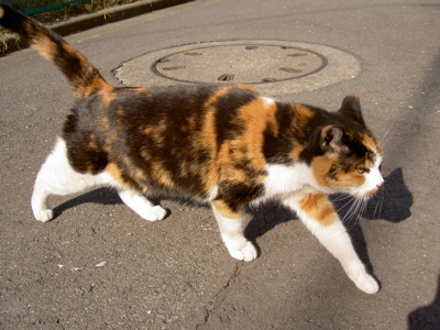 e0058443_117549.jpg