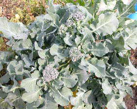 e0004756_2034893.jpg