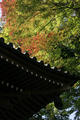 高尾山の紅葉も進んでいる（11月7日）_c0057265_22272873.jpg