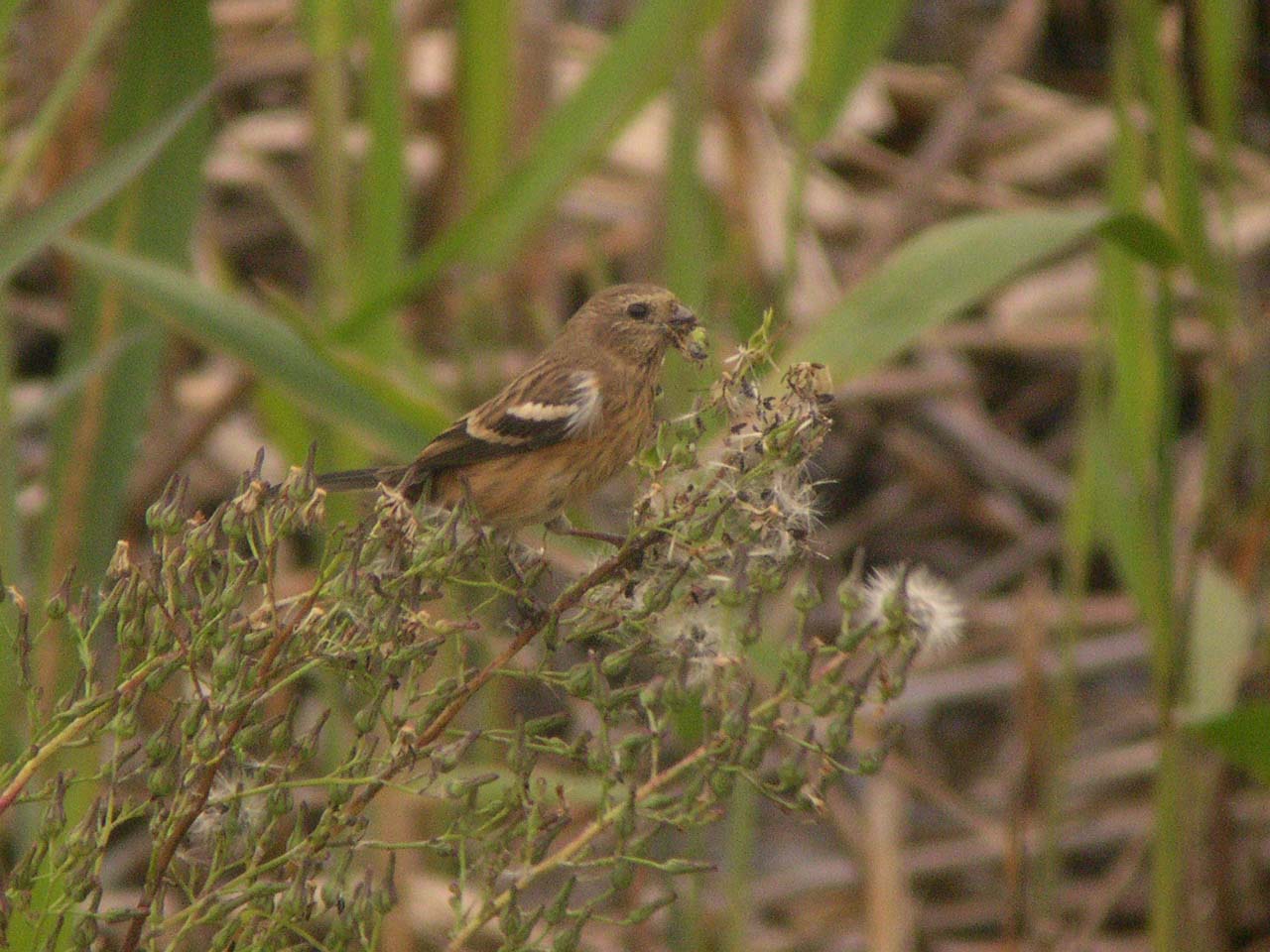 ★先週末の鳥類園(11/3、5-6)_e0046474_19553720.jpg